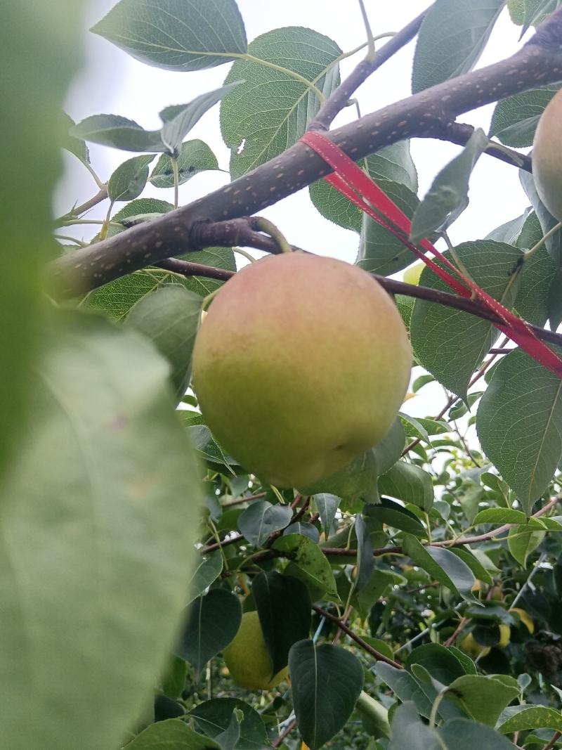 丹霞红梨口感脆甜多汁含糖量高河北主产区个头特大。