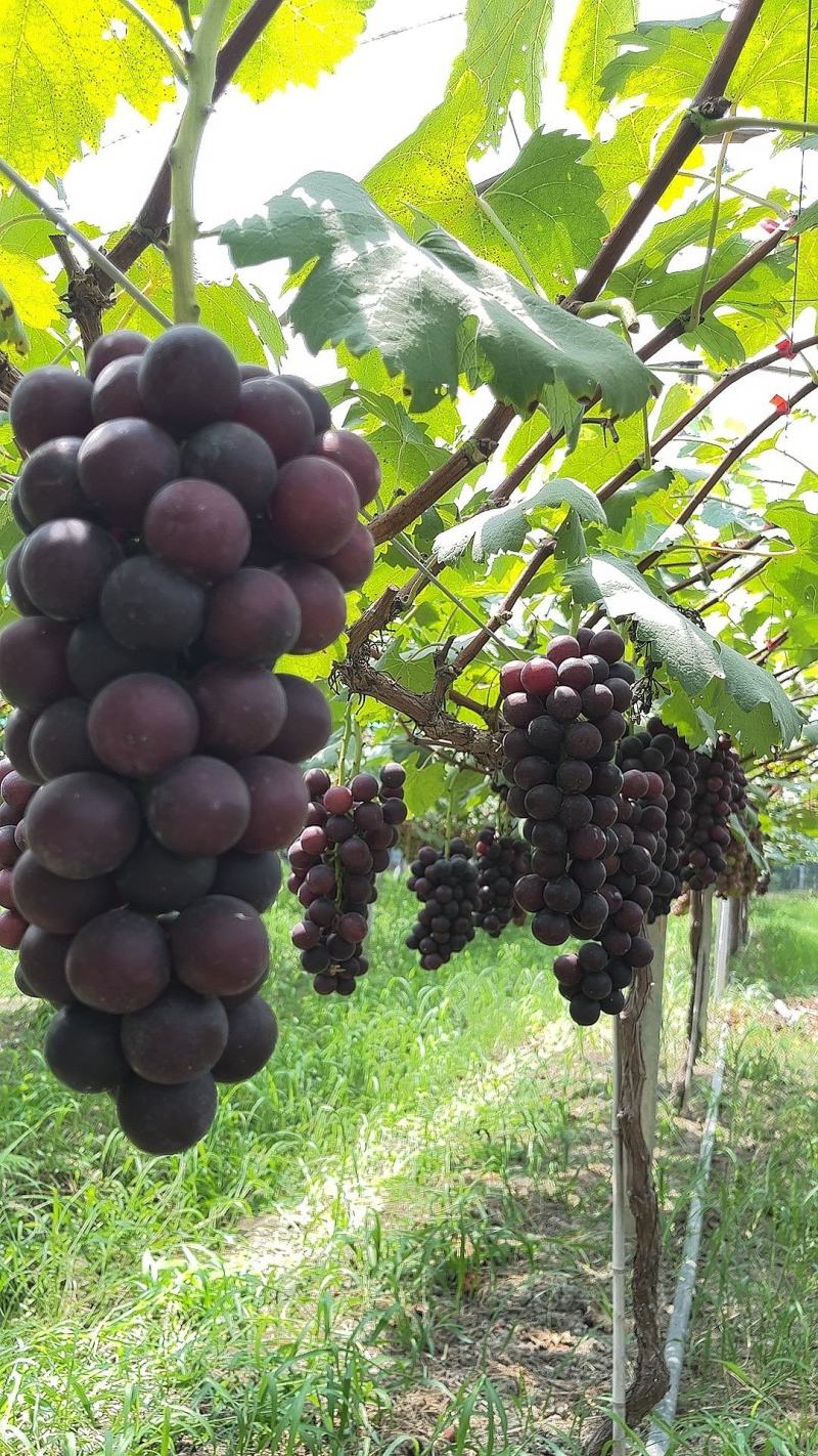 常州夏黑葡萄大量上市