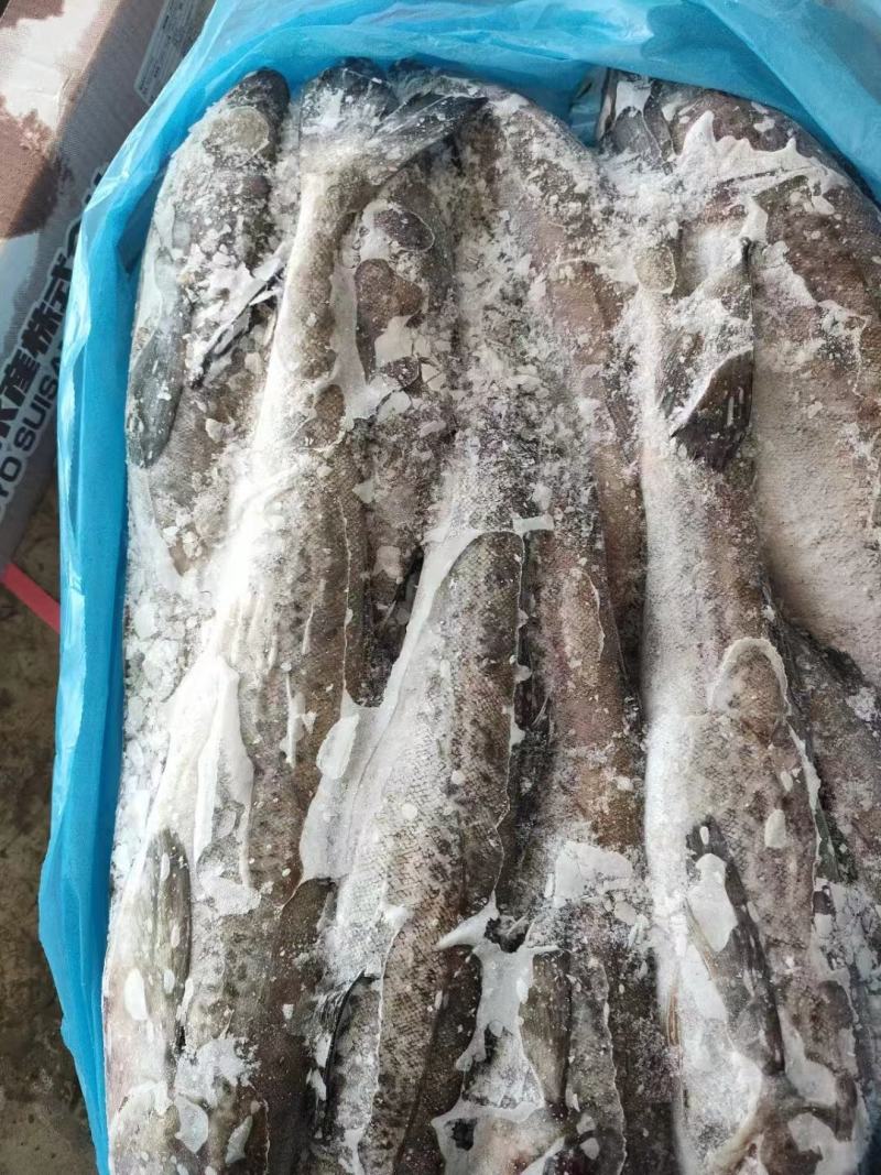 真鳕鱼，口感好，刺少，价格便宜，品质好，货源充足，