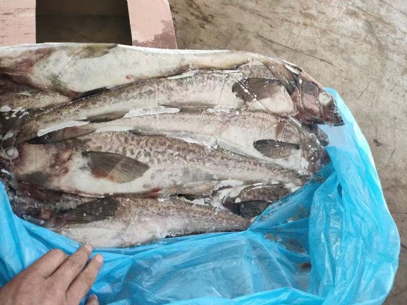 真鳕鱼，口感好，刺少，价格便宜，品质好，货源充足，