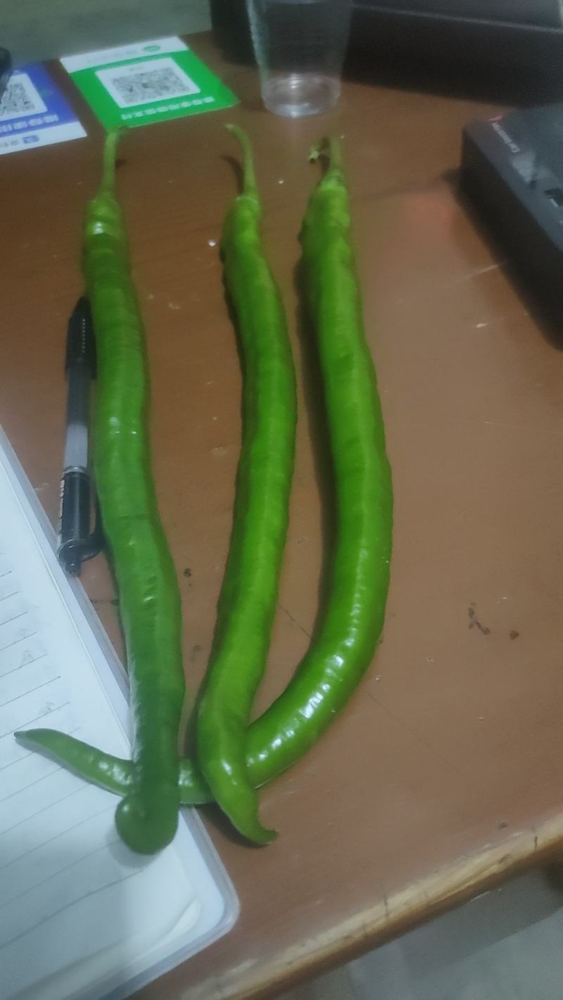 精品线椒目前大量有货