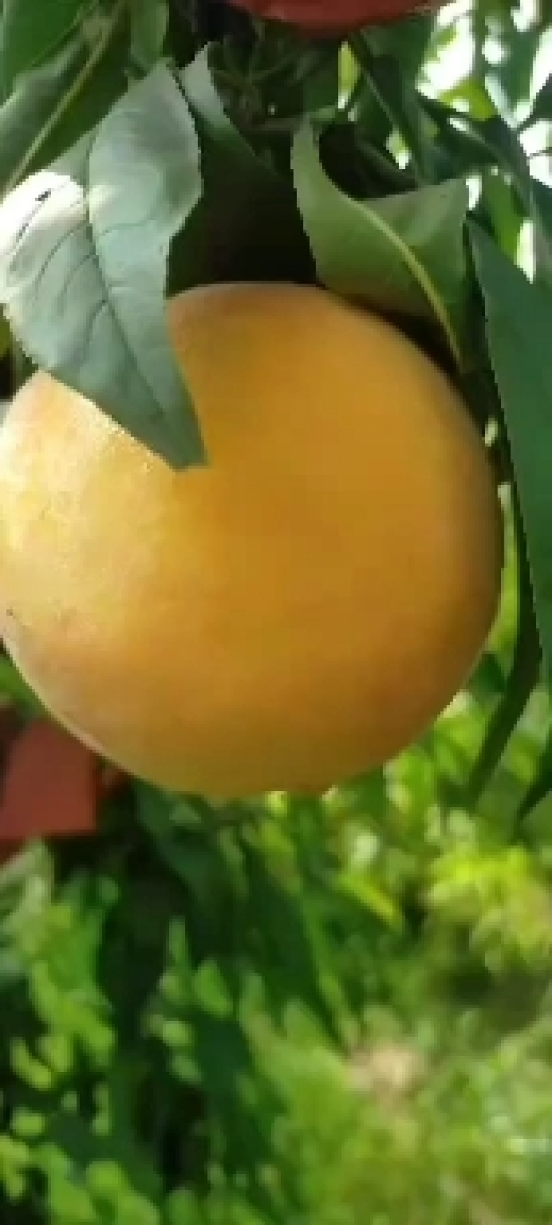 锦绣黄桃大量上市产地直发保质保量全国发货
