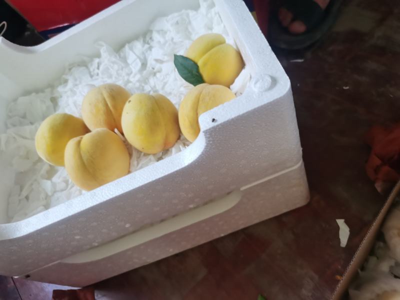 锦绣黄桃大量上市产地直发保质保量全国发货