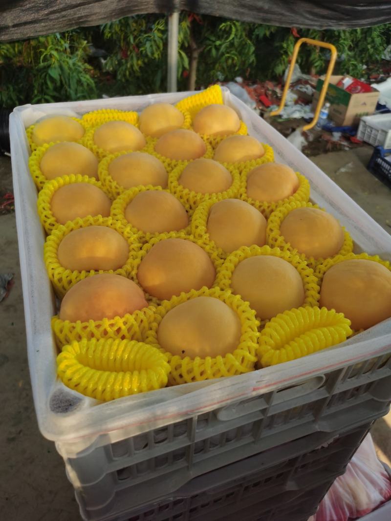 锦绣黄桃大量上市产地直发保质保量全国发货