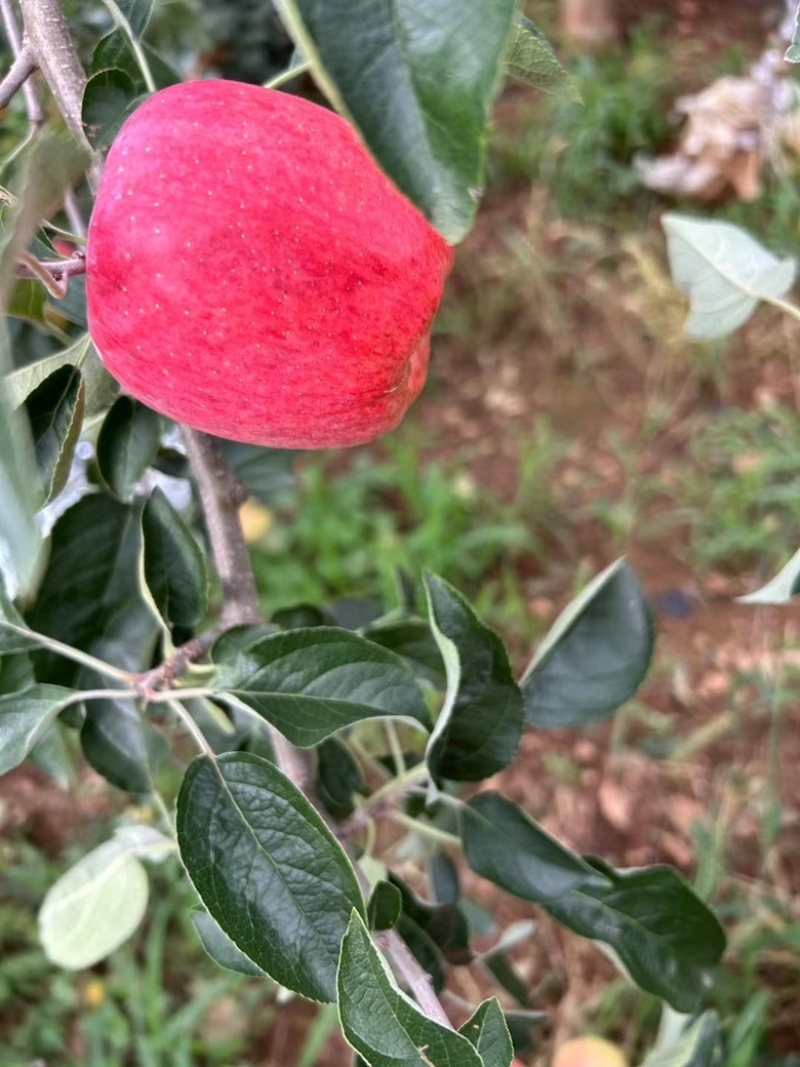 红露苹果，昭通冰糖心苹果，口感甜脆，色泽红亮