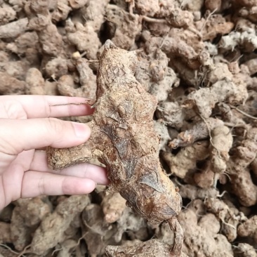 广东土茯苓野货