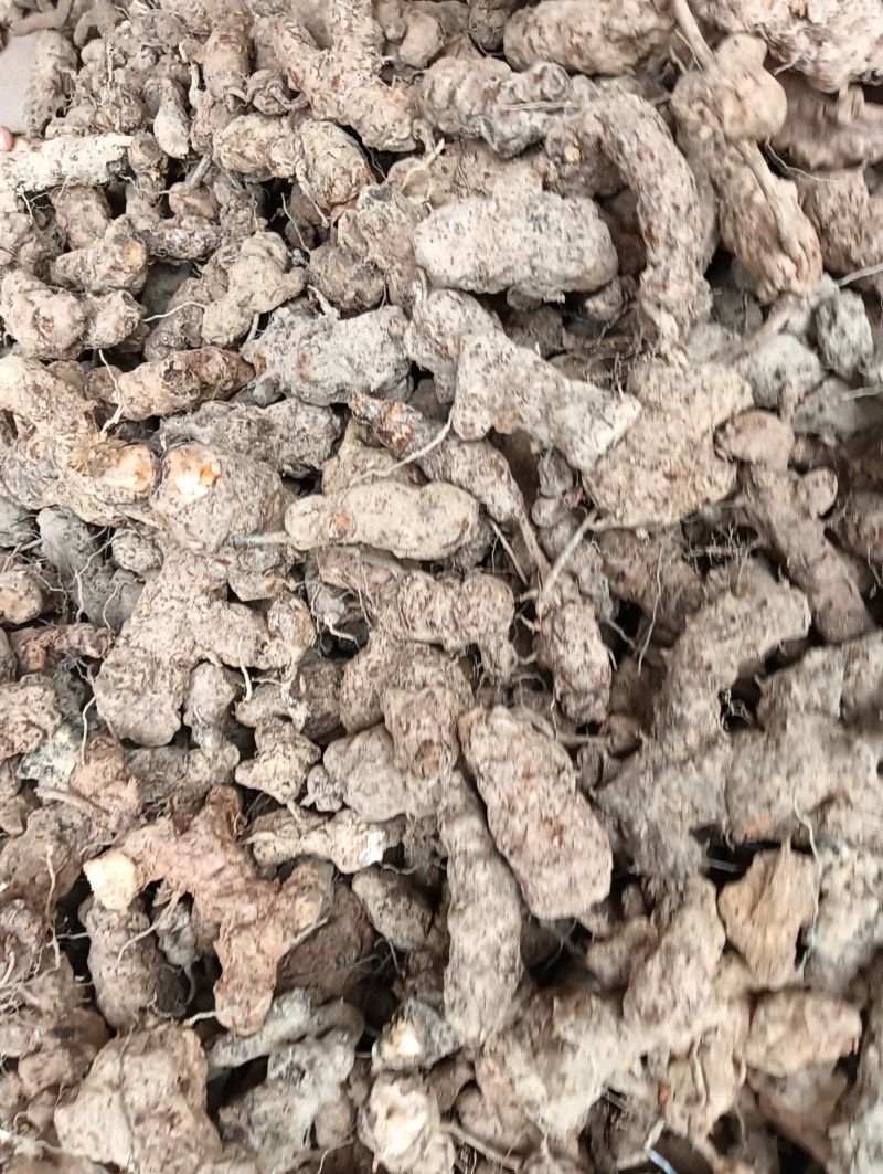 广东土茯苓野货