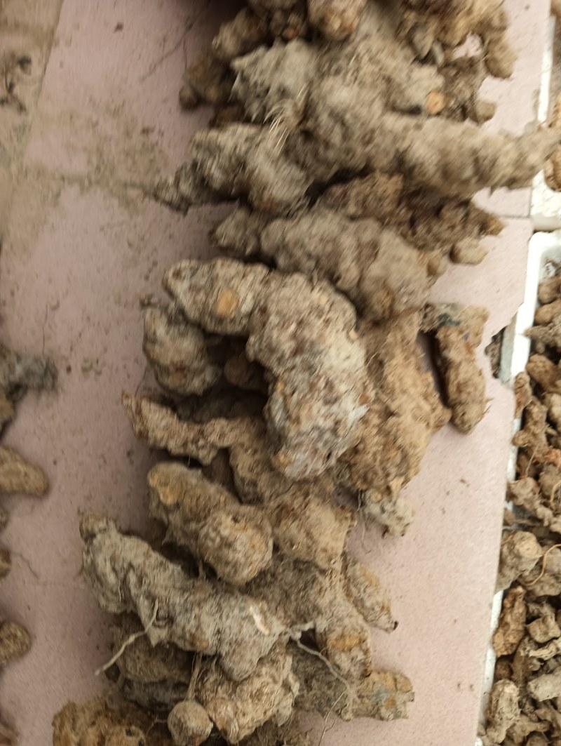 广东土茯苓野货