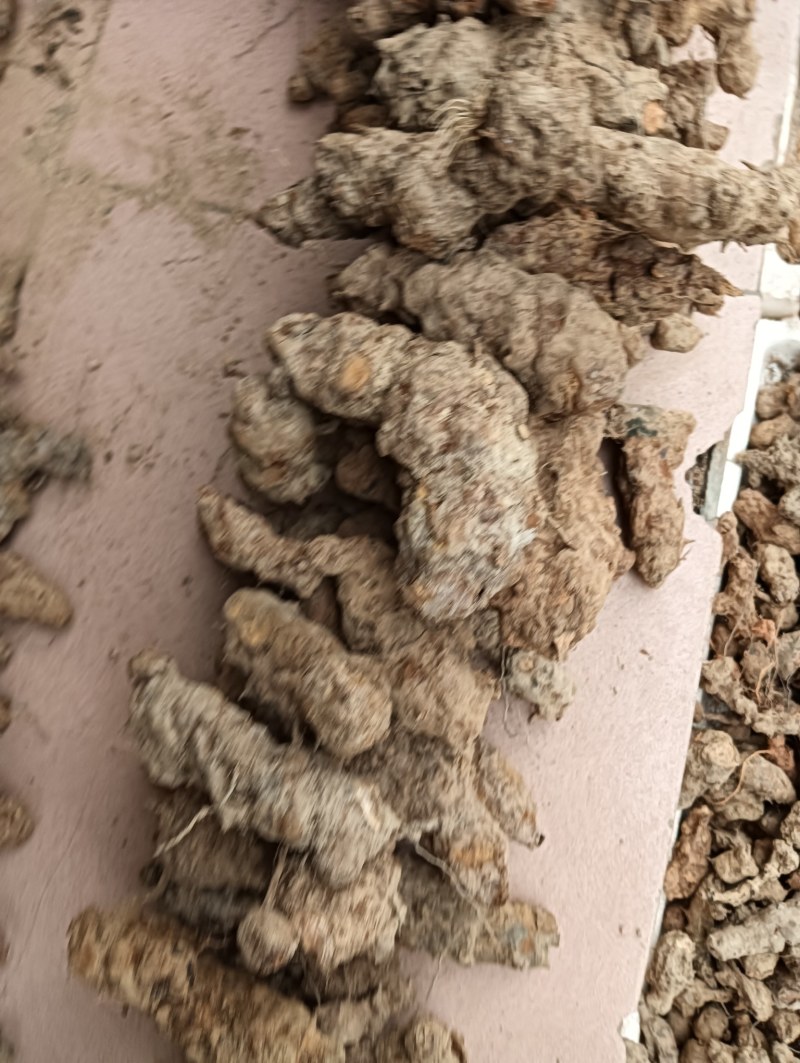 广东土茯苓野货