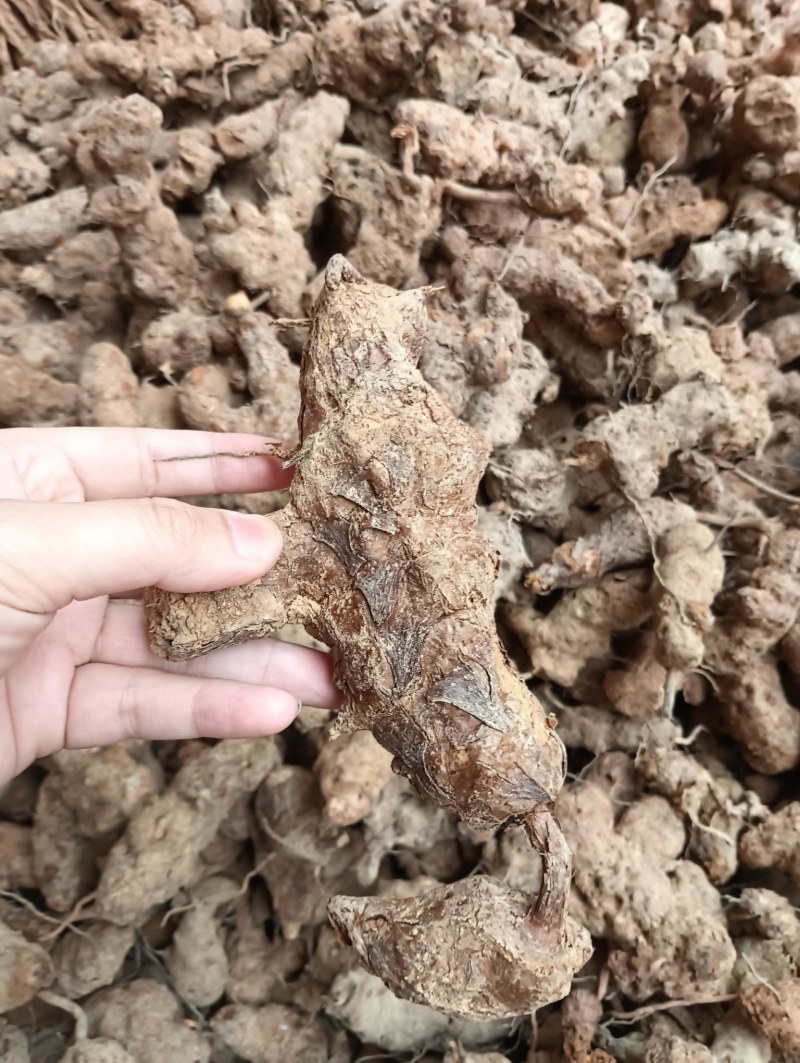 广东土茯苓野货