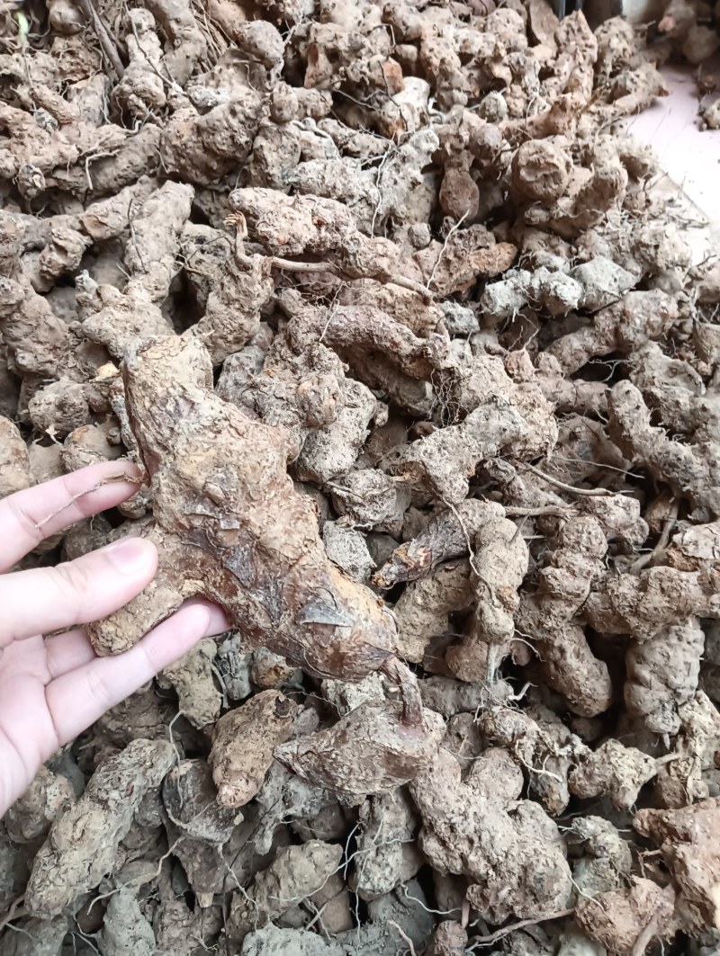 广东土茯苓野货