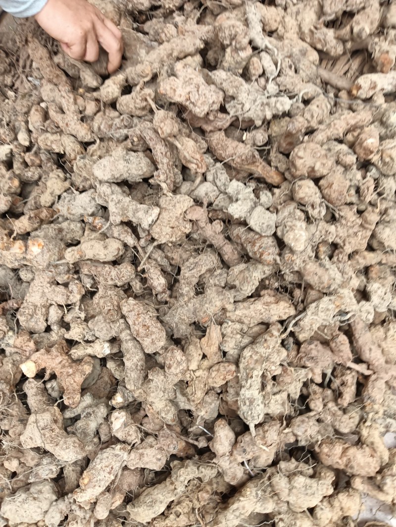 广东土茯苓野货
