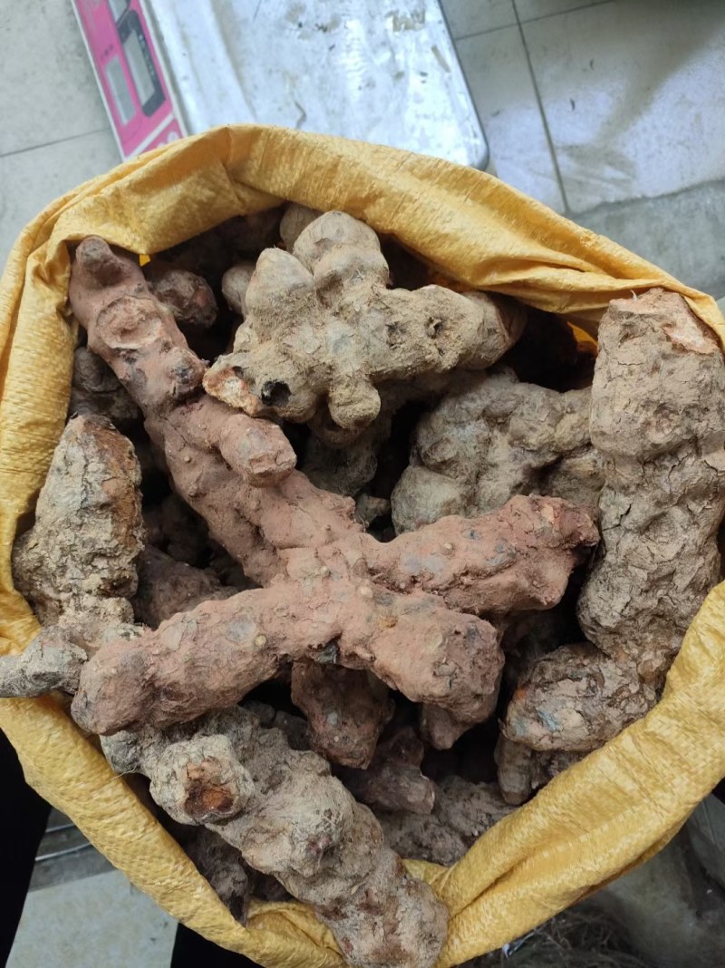 广东土茯苓野货
