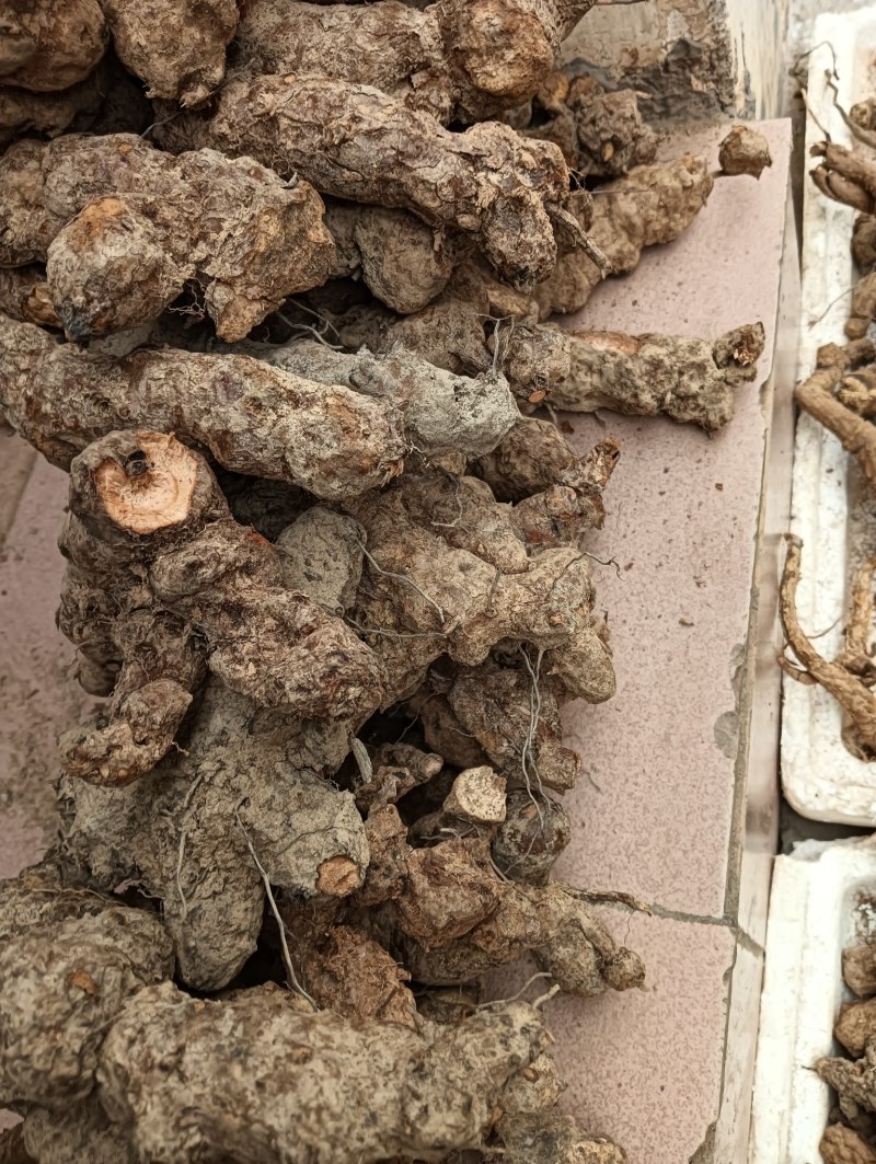 广东土茯苓野货