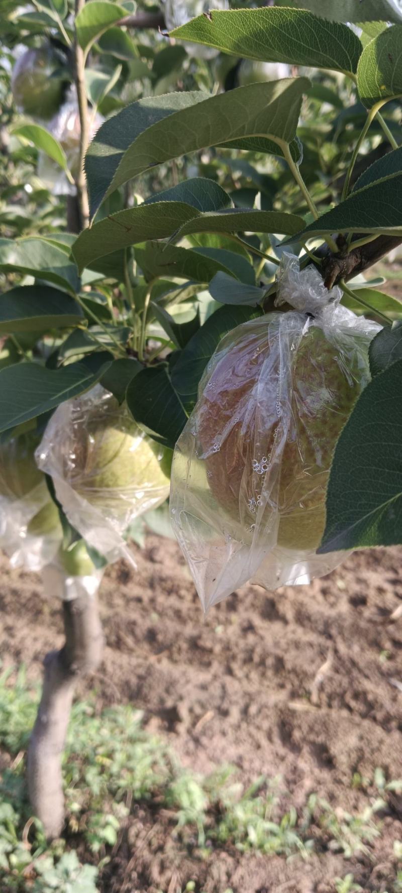 佳浩果业：新梨号大量上市，产地直供。