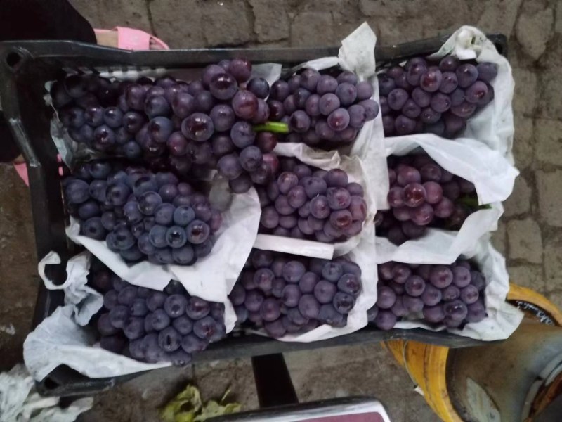 巨峰葡萄大量上市