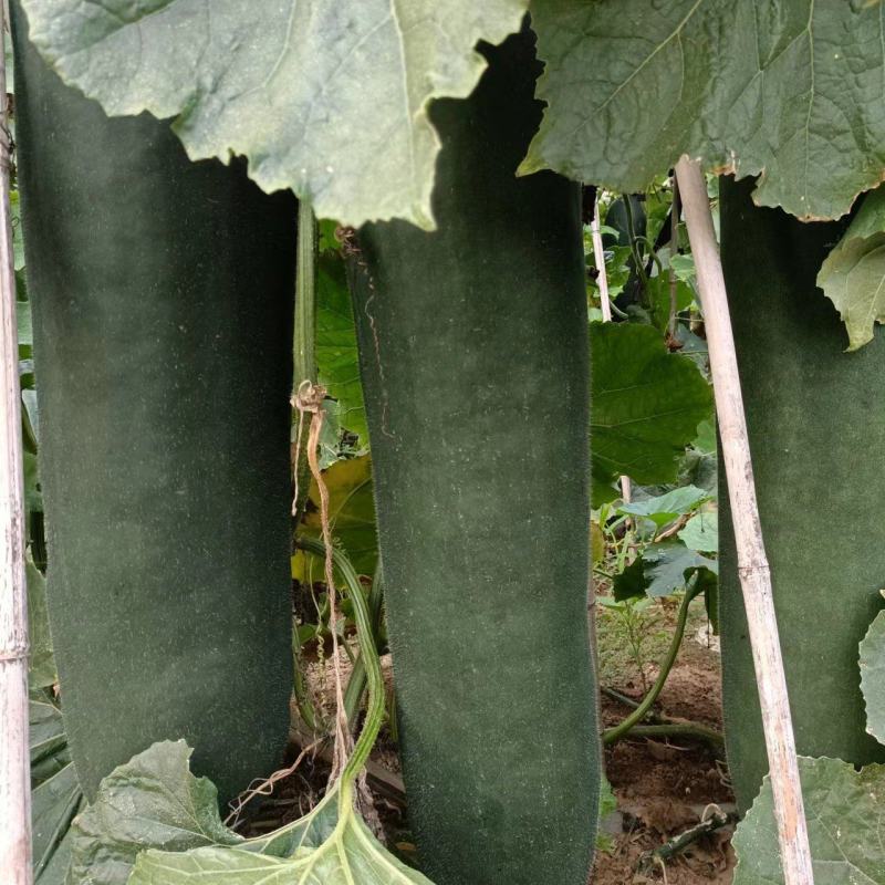 吊冬瓜大量上市价格便宜要的随时来电
