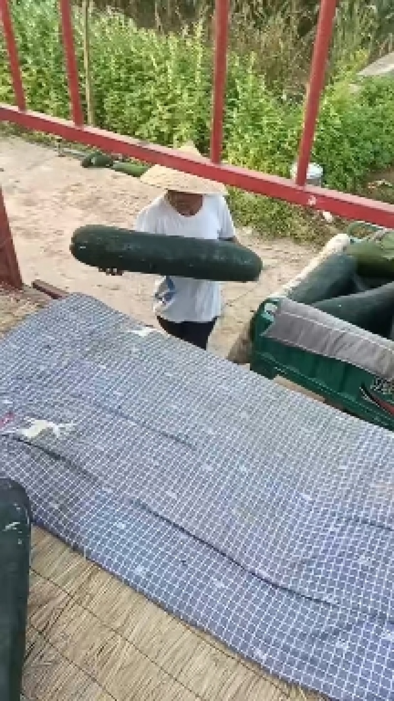 吊冬瓜大量上市价格便宜要的随时来电
