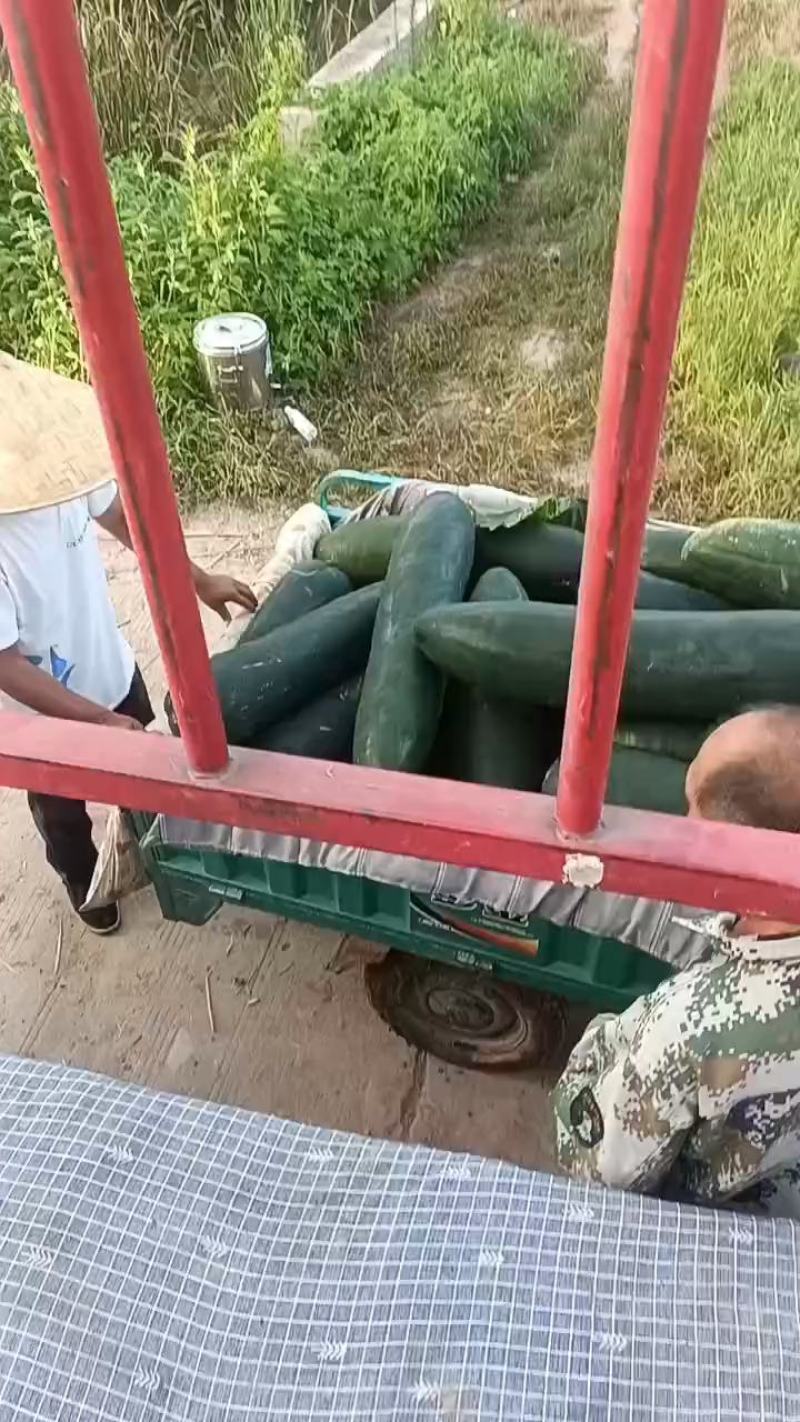 吊冬瓜大量上市价格便宜要的随时来电