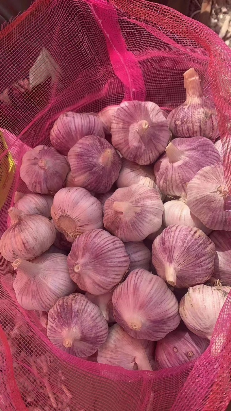 【厂家直发】精品金乡大蒜，加工各种包装，质量好价格低