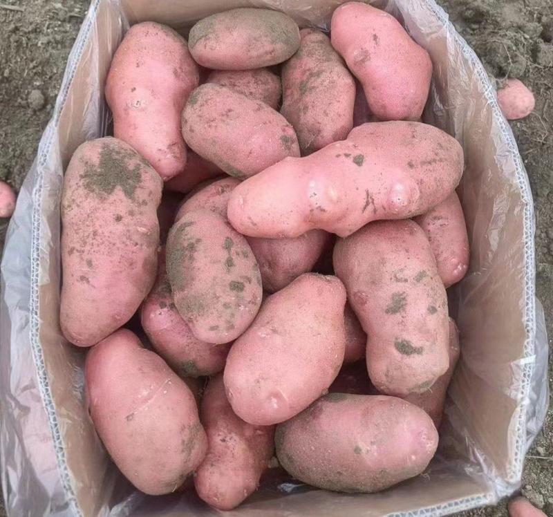 【推荐】云南青薯9号土豆，一手货源，供应市场商超电商