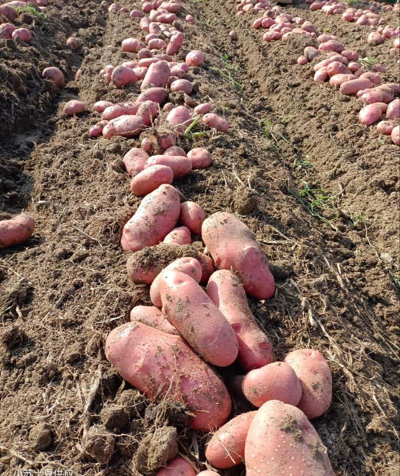 【推荐】云南青薯9号土豆，一手货源，供应市场商超电商