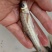 雅鱼细鳞鱼，重口裂腹鱼基地直供诚信经营