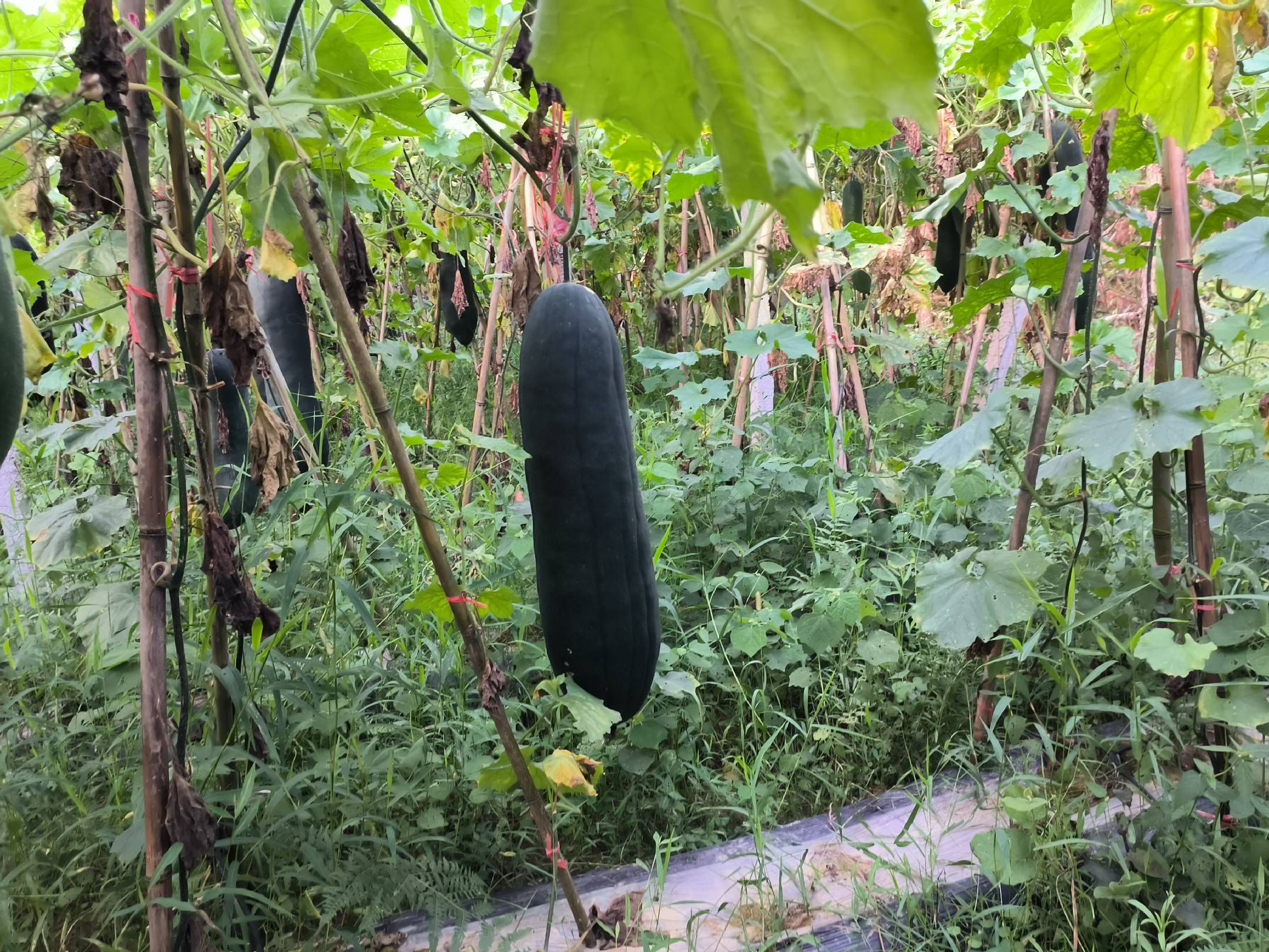 腌制完成的冬瓜成品,颜色透亮,口感诱人 腌制冬瓜成品图