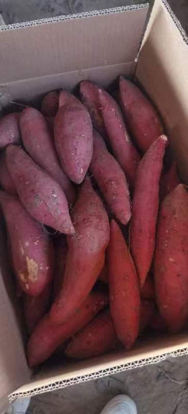 西瓜红，红薯大量供应有需要的朋友联系质量好价格实惠