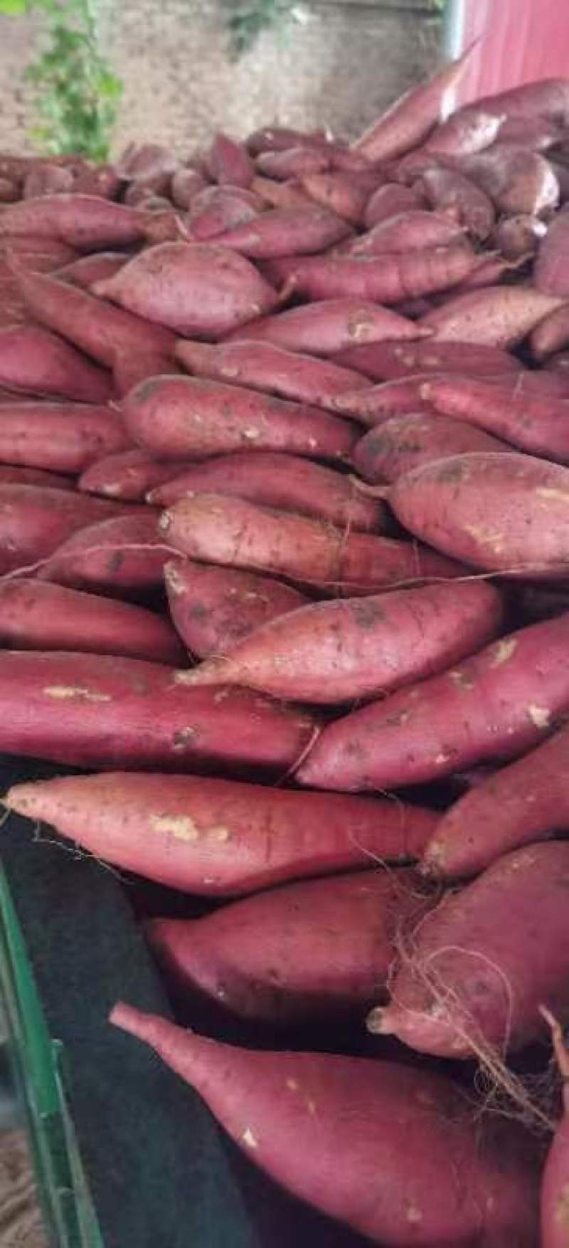 西瓜红，红薯大量供应有需要的朋友联系质量好价格实惠