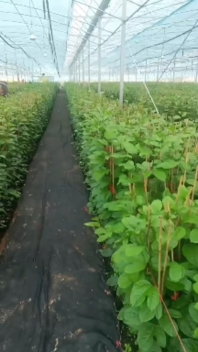 钦蜜9号百香果苗