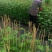 钦蜜9号百香果苗