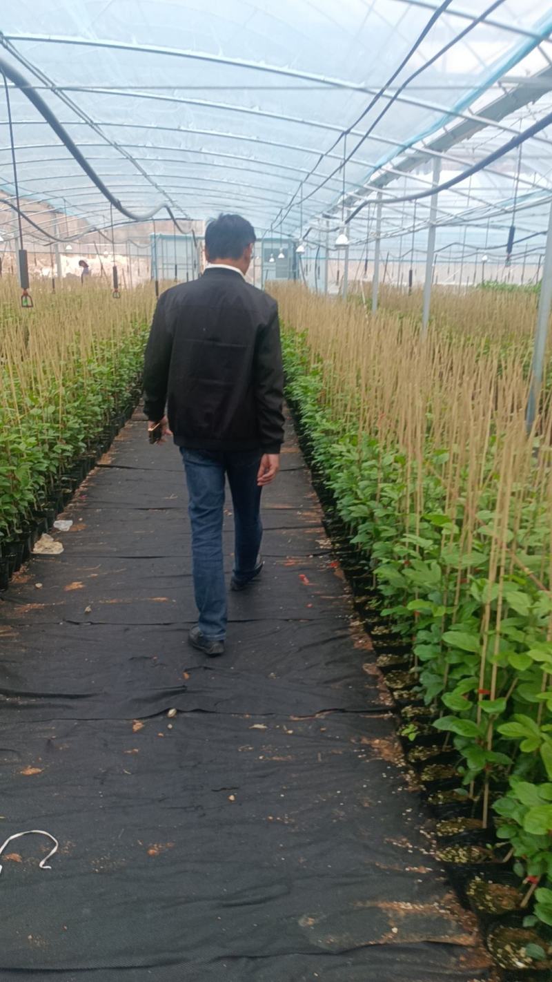 钦蜜9号百香果苗