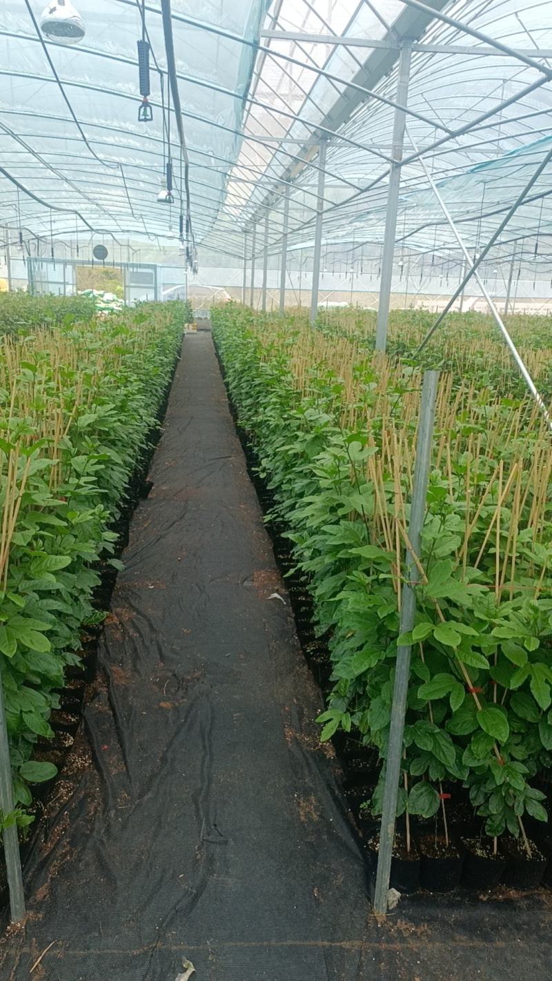 钦蜜9号百香果苗