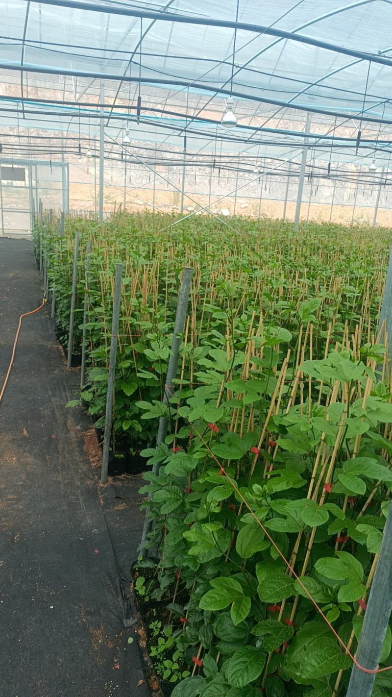 钦蜜9号百香果苗