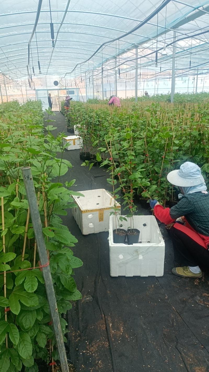钦蜜9号百香果苗