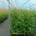 钦蜜9号百香果苗