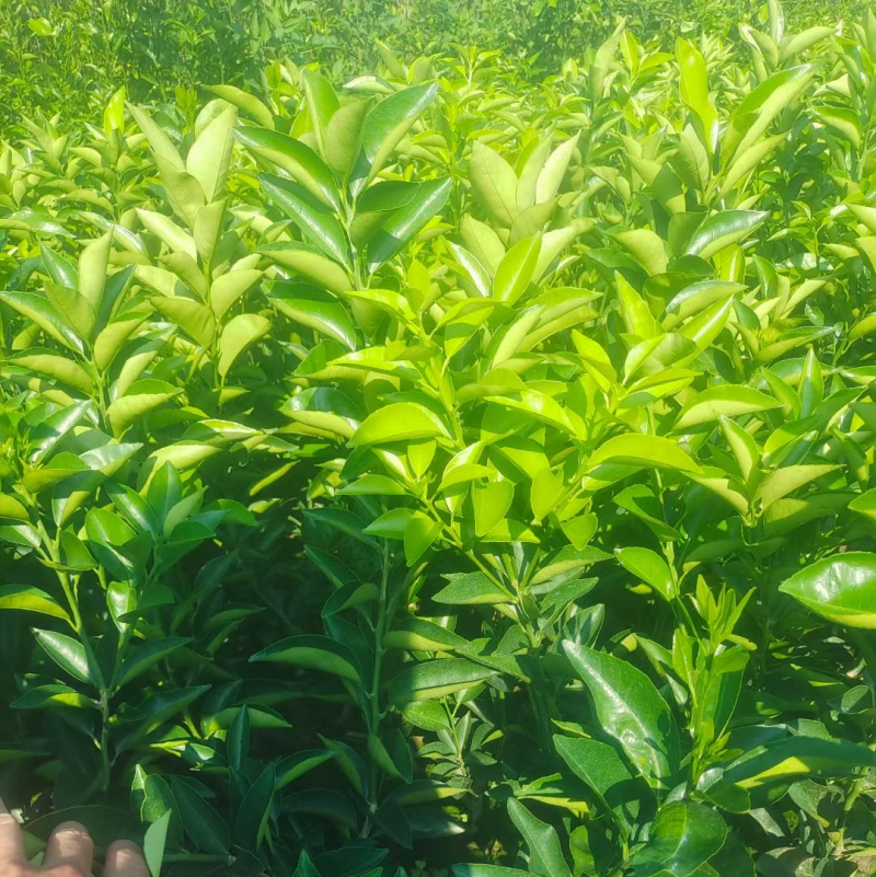 川药枳壳苗