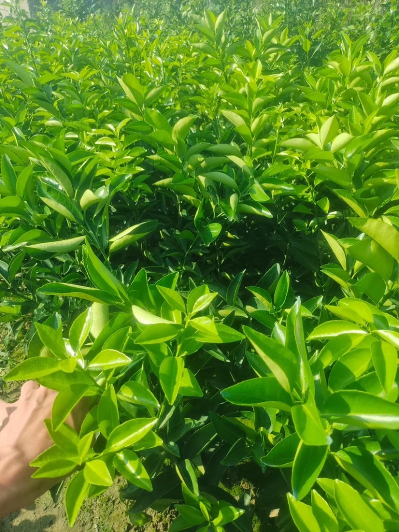 川药枳壳苗