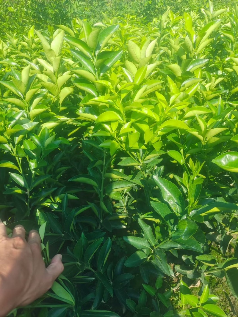 川药枳壳苗