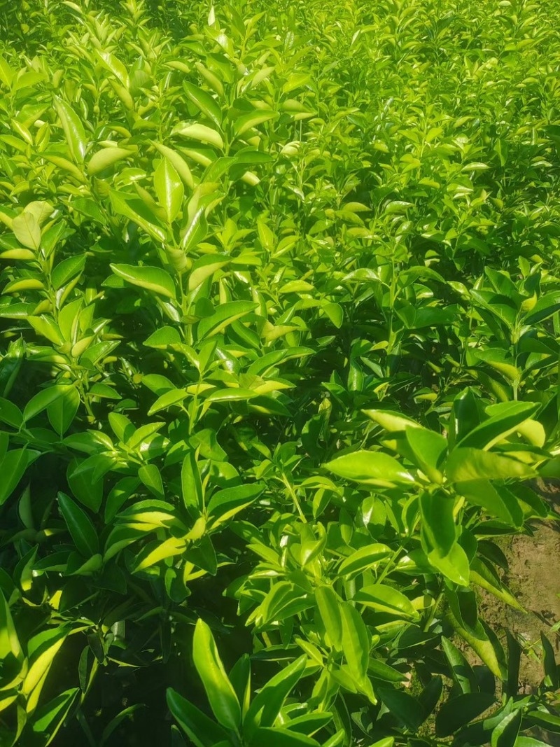 川药枳壳苗