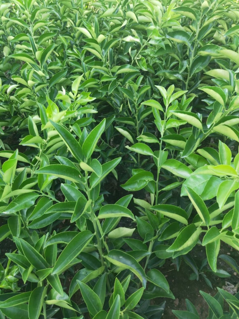 川药枳壳苗