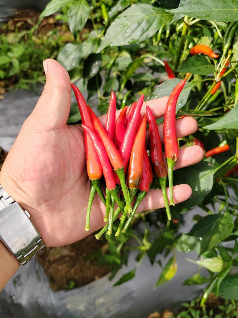 新52小米椒朝天椒