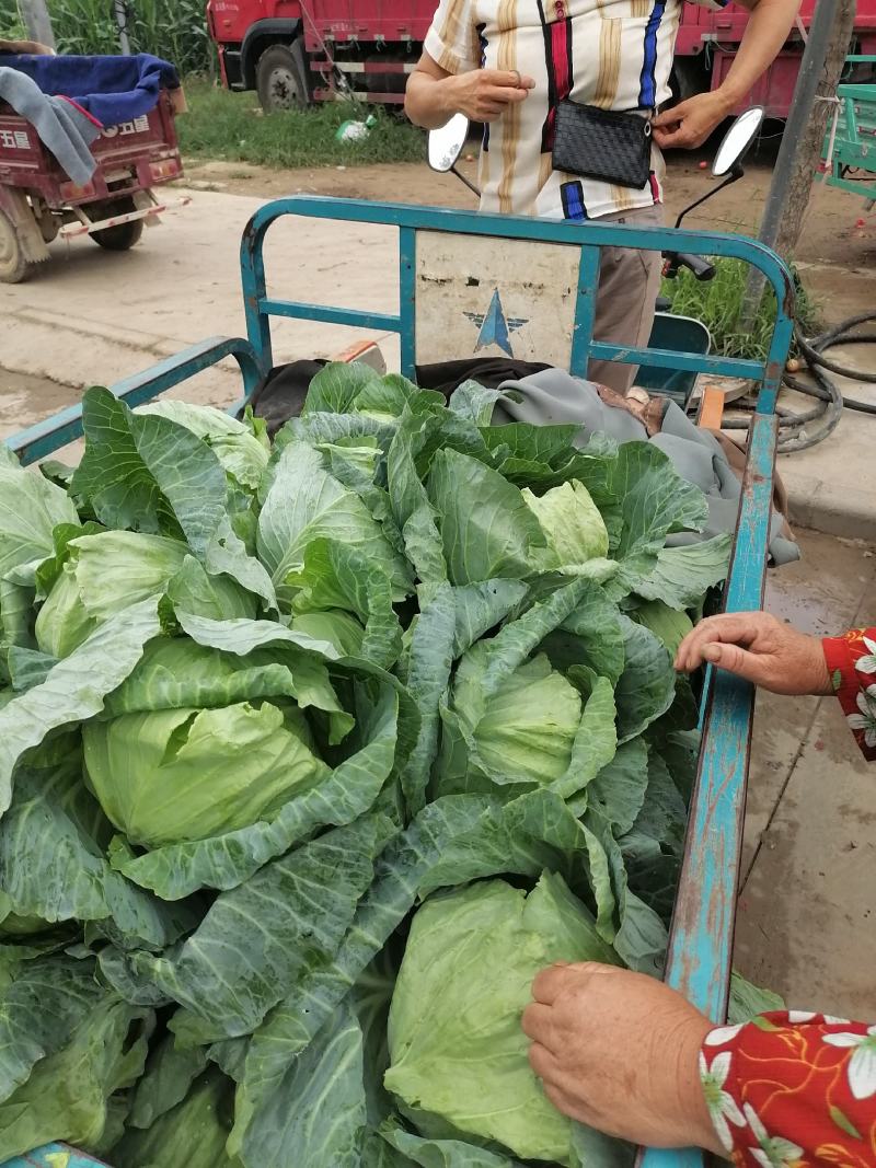 郑州中牟本地包菜上市