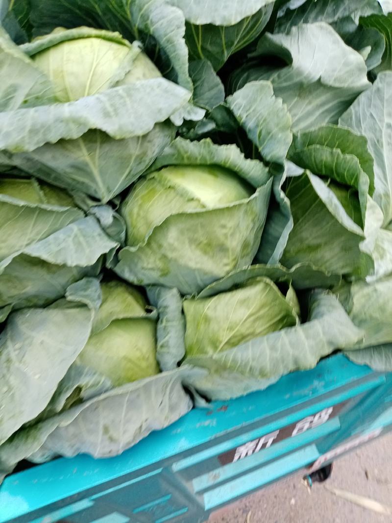 郑州中牟本地包菜上市