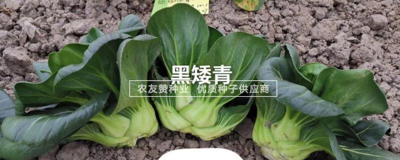 苏州青种子