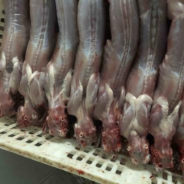自营农场出产保鲜兔肉、冷冻兔肉，质优价廉