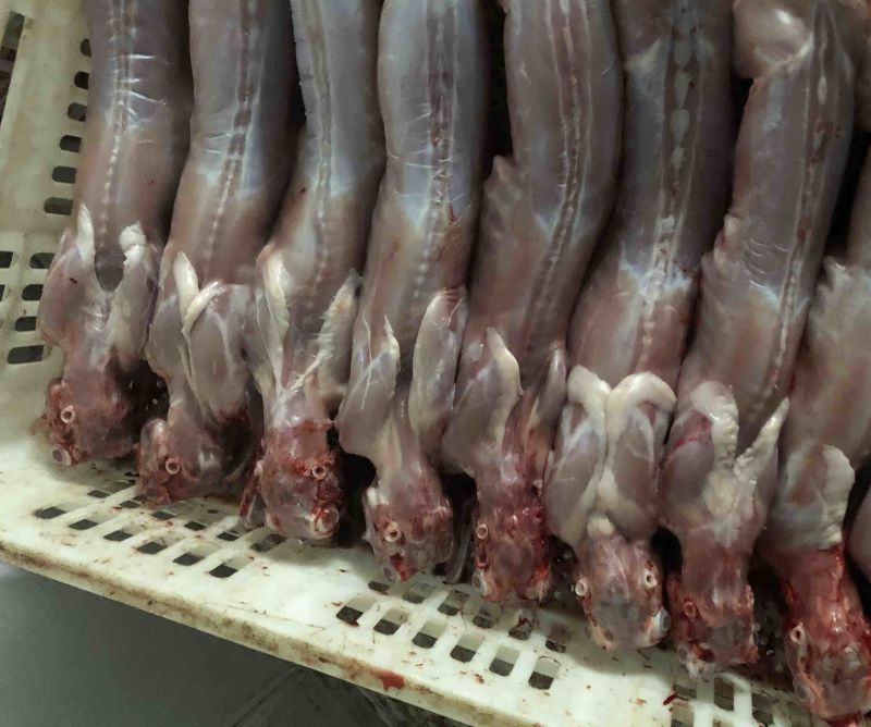 自营农场出产保鲜兔肉、冷冻兔肉，质优价廉