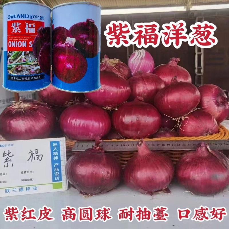 欧兰德种子紫福洋葱种子中日照杂交品种高产紫红皮洋葱种子