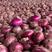 欧兰德种子紫福洋葱种子中日照杂交品种高产紫红皮洋葱种子